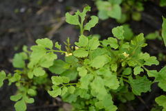 Cardamine trichocarpa